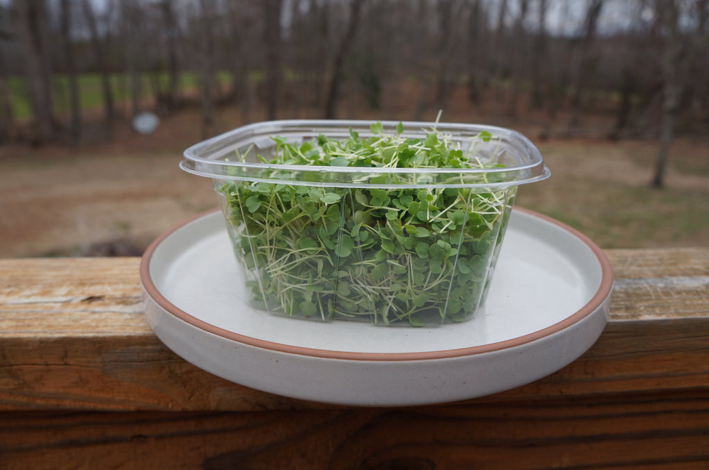 Arugula Microgreens