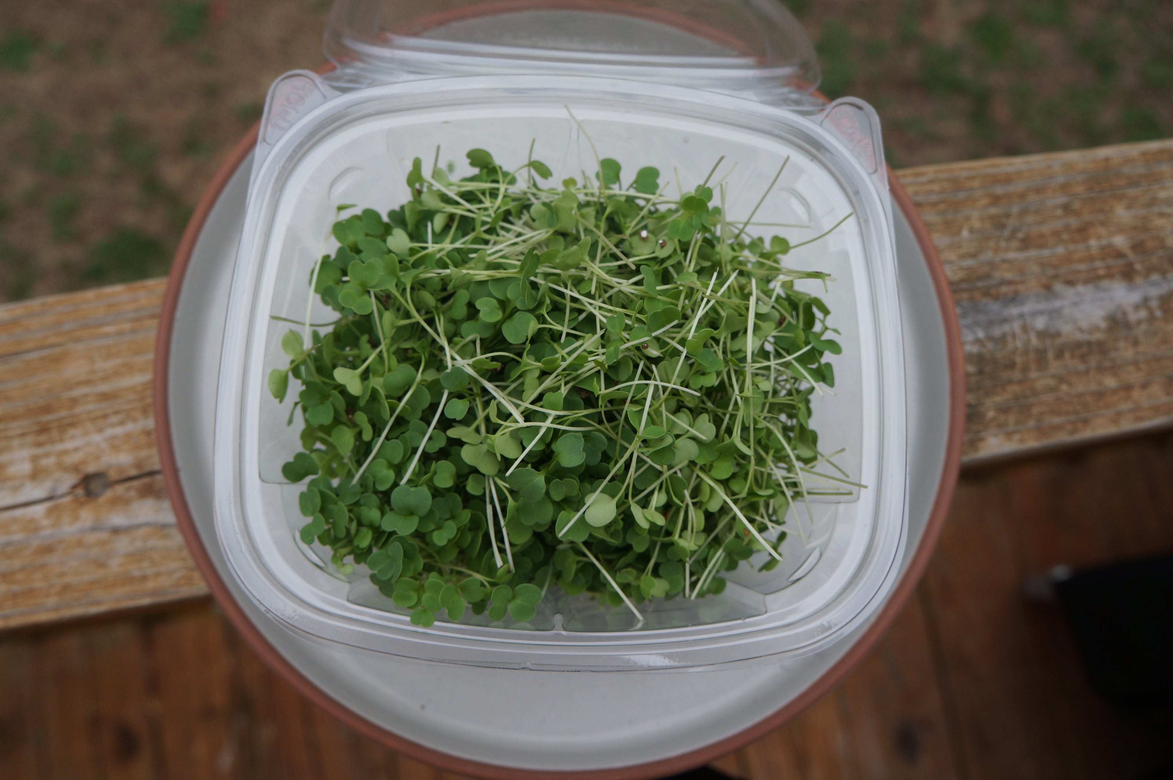 Arugula Microgreens