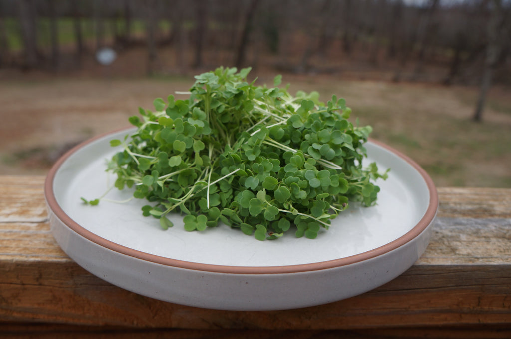 Arugula Microgreens