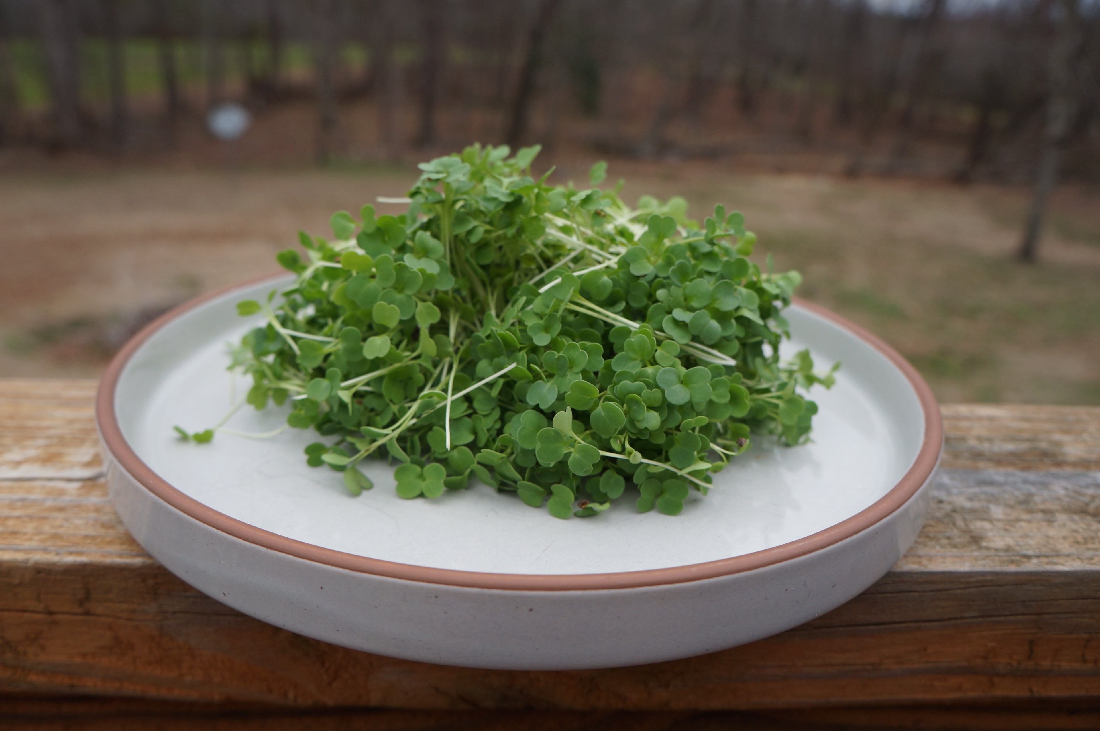 Arugula Microgreens