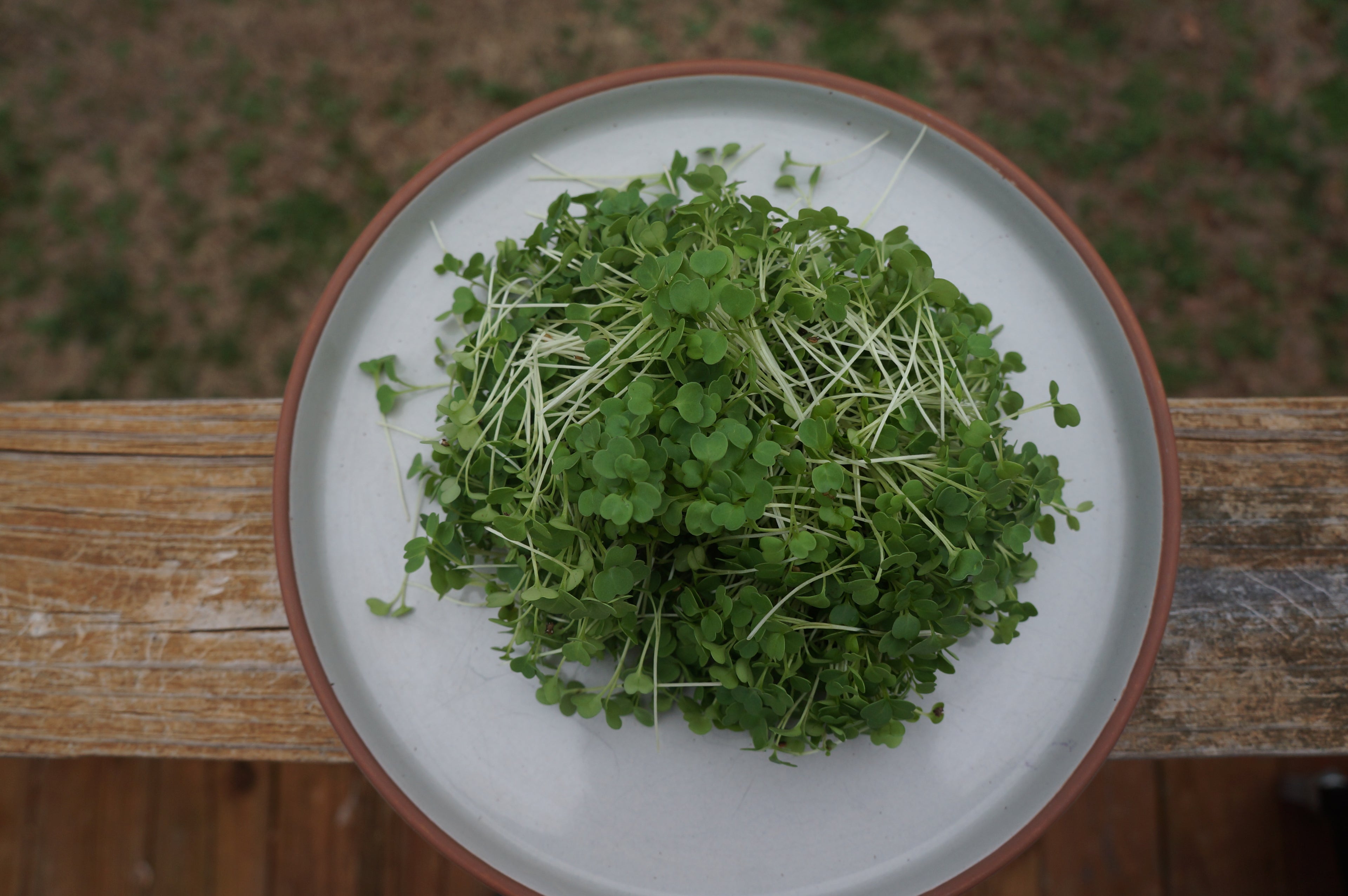 Arugula Microgreens