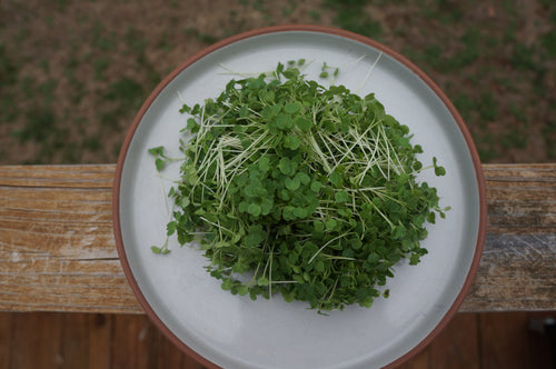 Arugula Microgreens