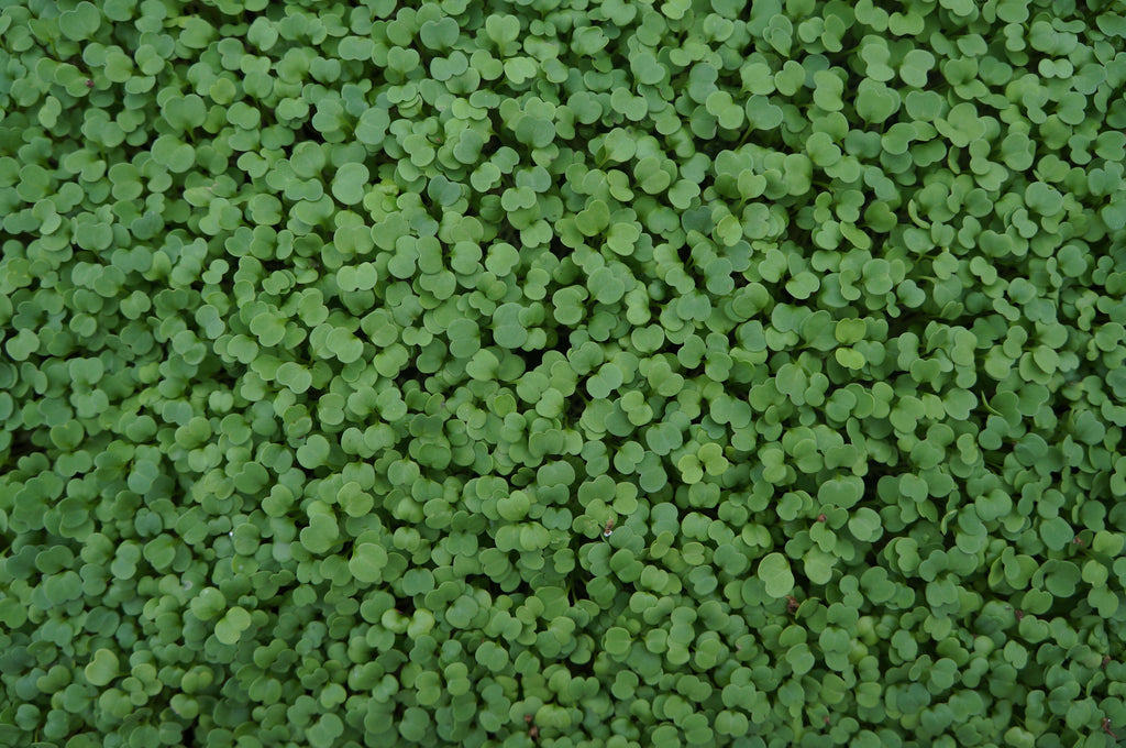 Arugula Microgreens