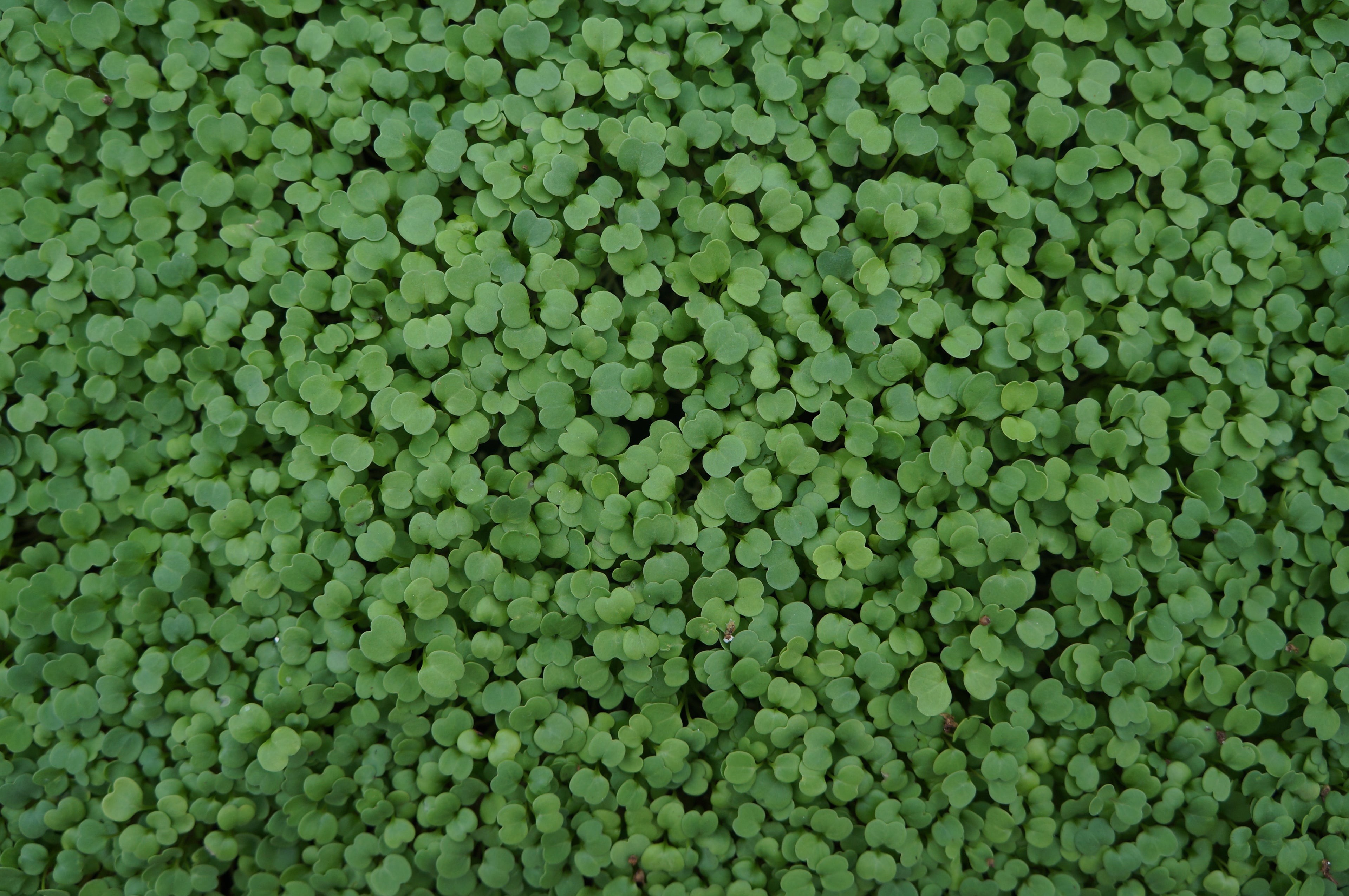 Arugula Microgreens