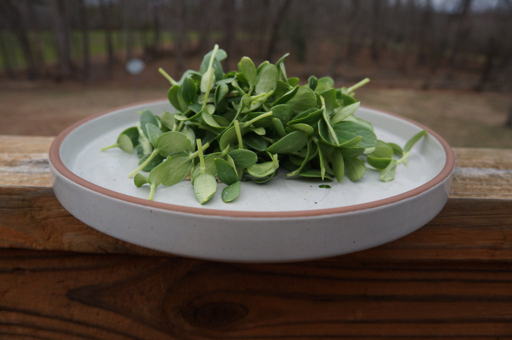 Cantaloupe Melon Microgreens