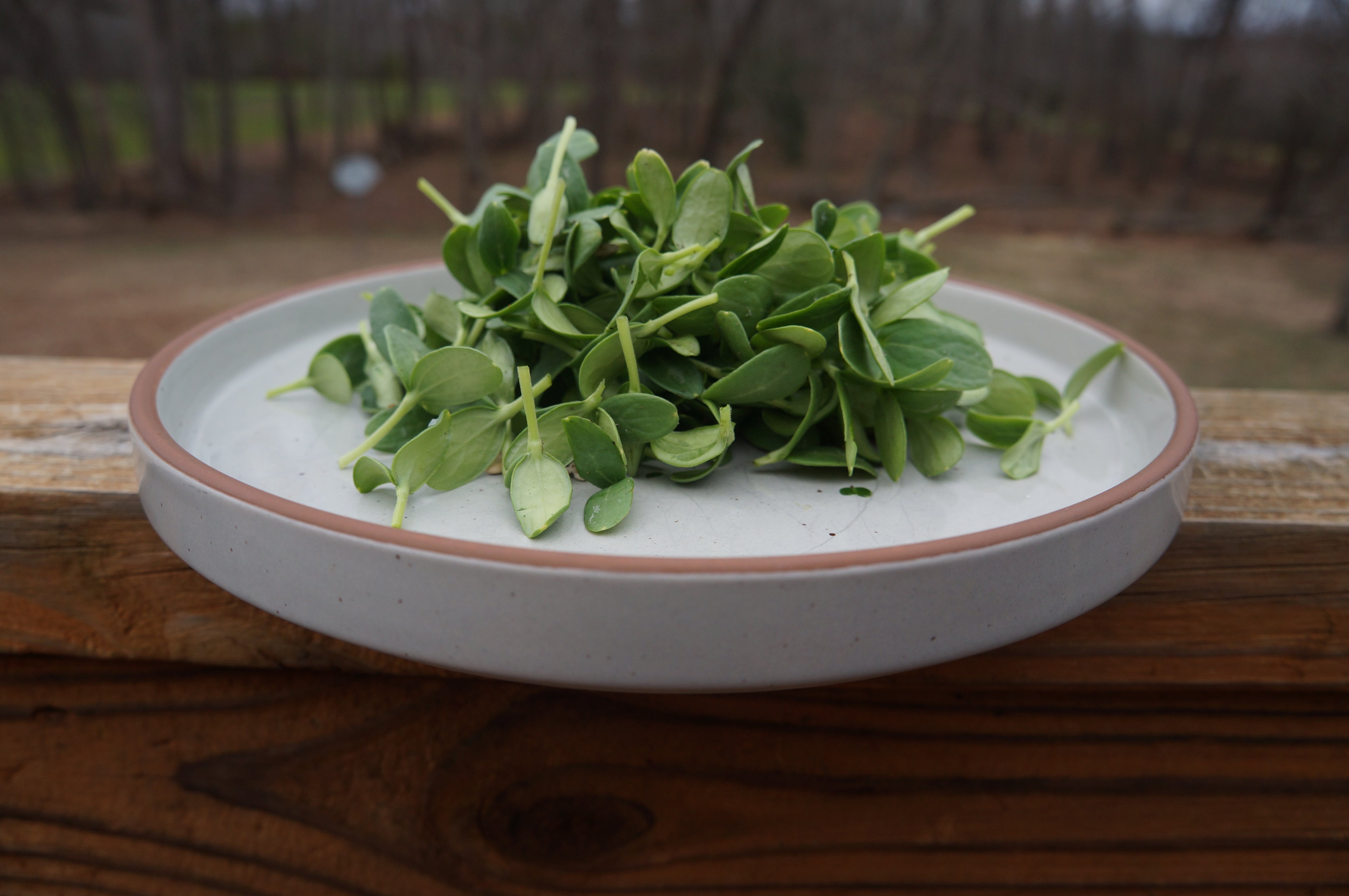 Cantaloupe Melon Microgreens