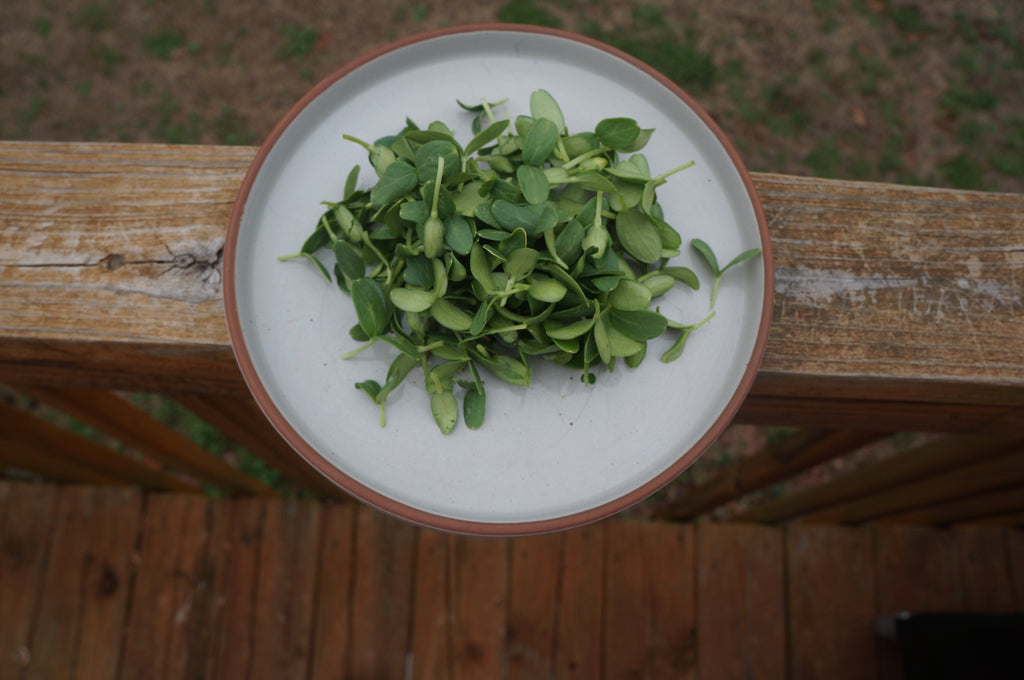 Cantaloupe Melon Microgreens