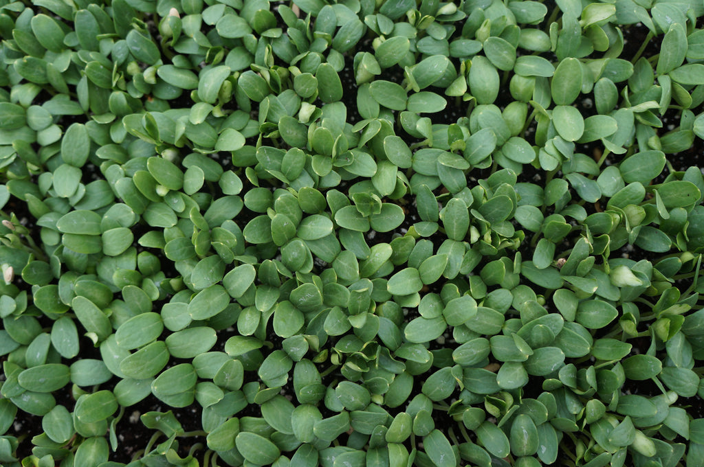 Cantaloupe Melon Microgreens