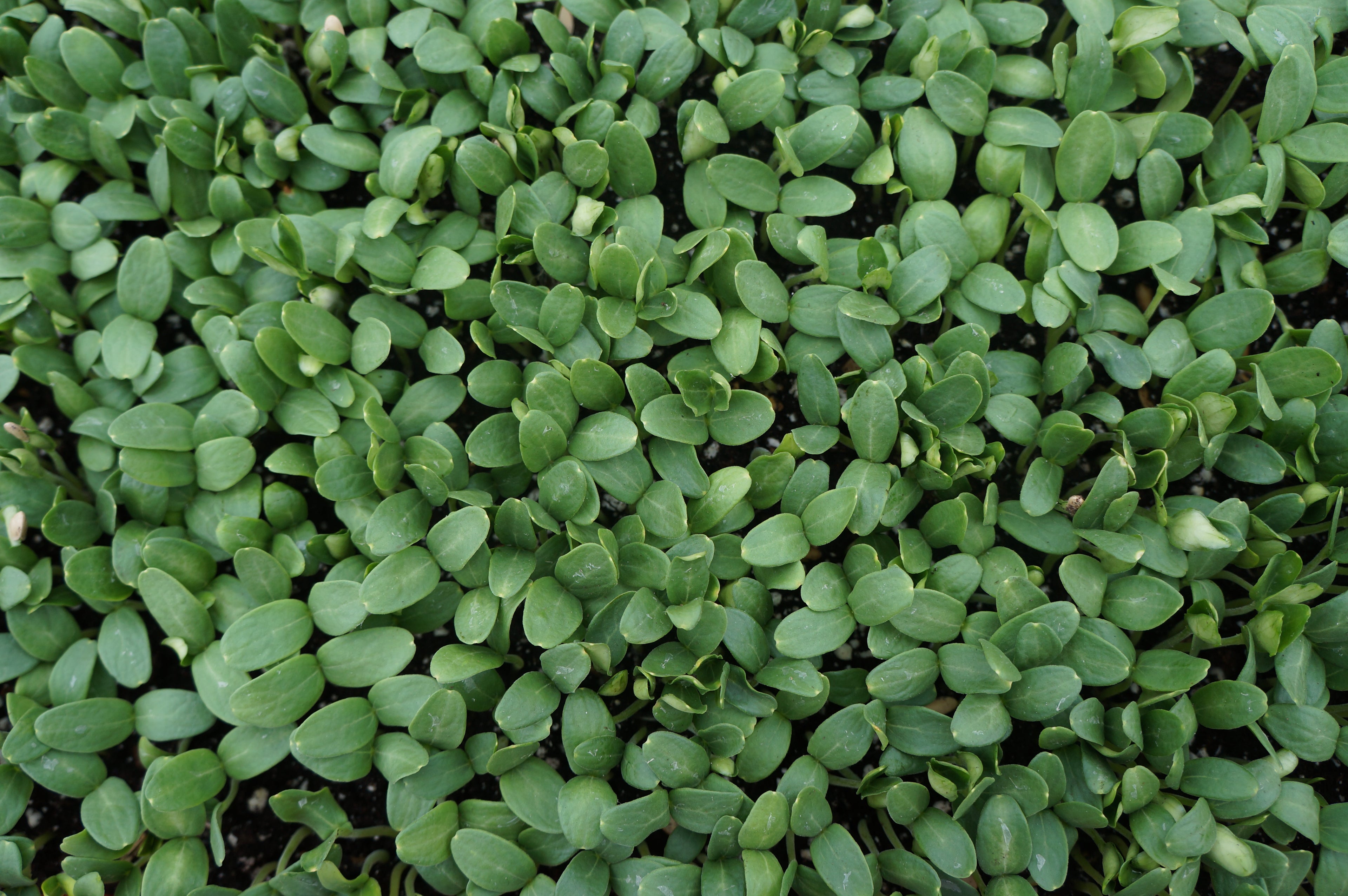 Cantaloupe Melon Microgreens