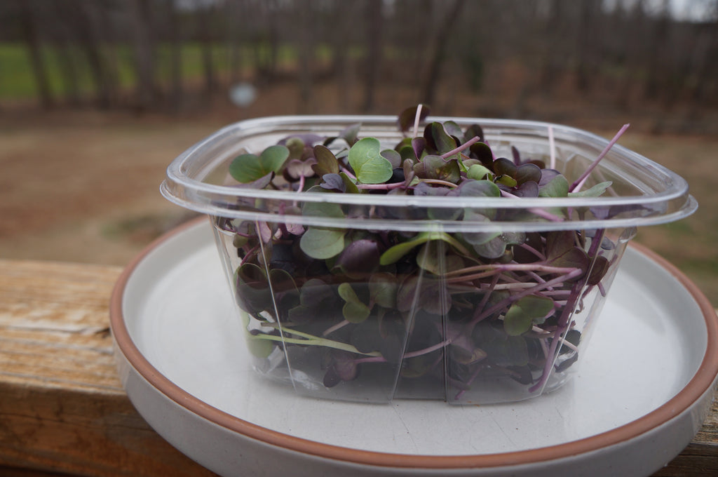 Rambo Radish Microgreens