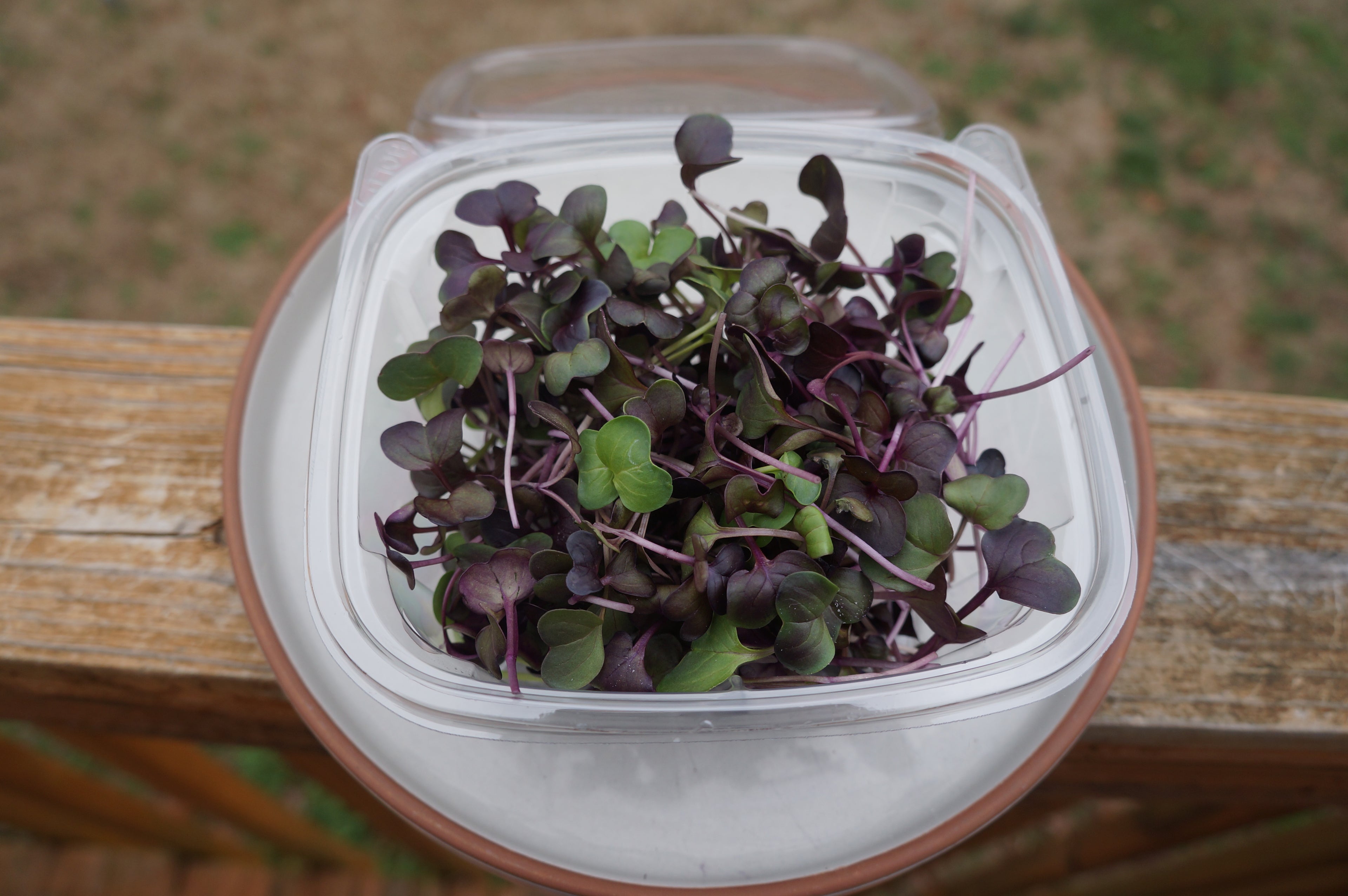 Rambo Radish Microgreens