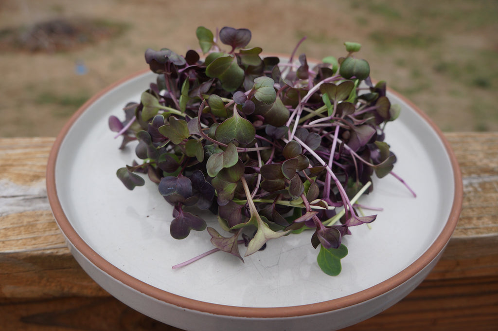 Rambo Radish Microgreens