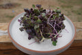 Rambo Radish Microgreens
