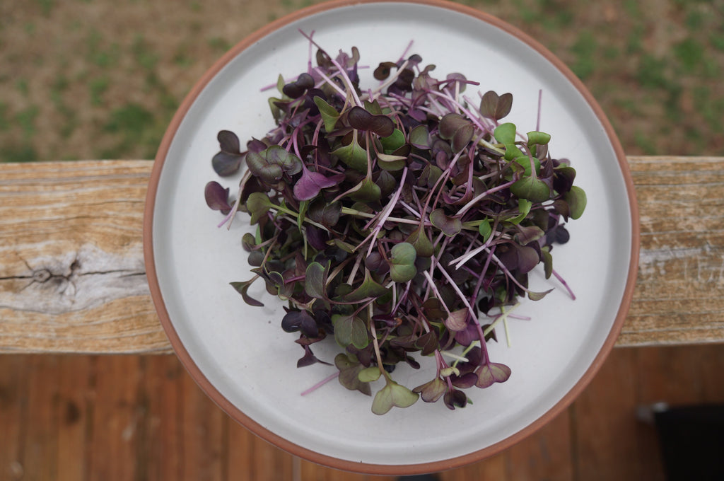 Rambo Radish Microgreens