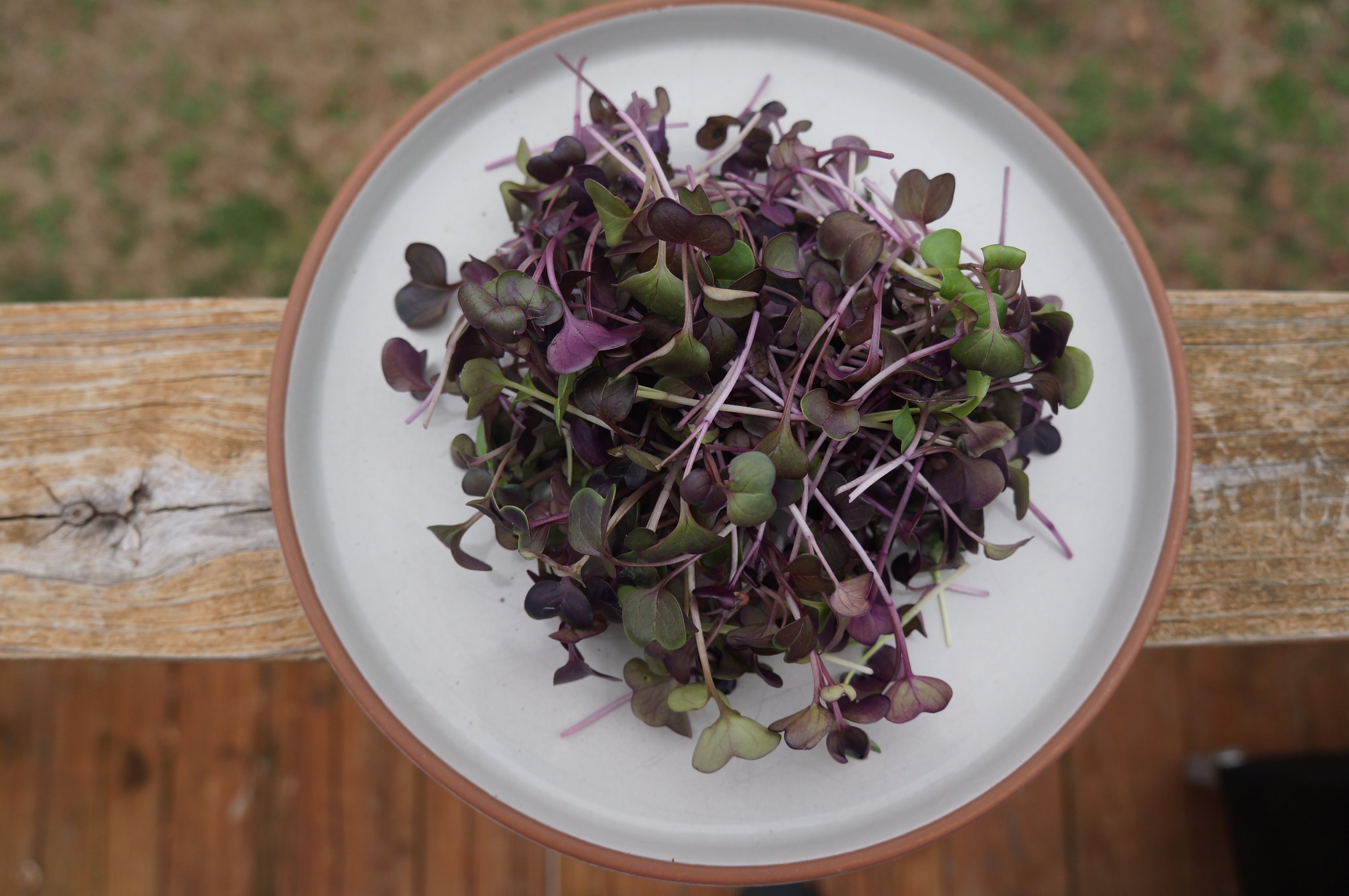 Rambo Radish Microgreens
