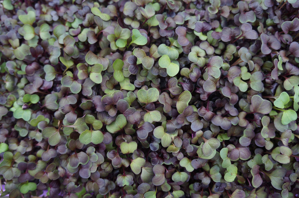 Rambo Radish Microgreens