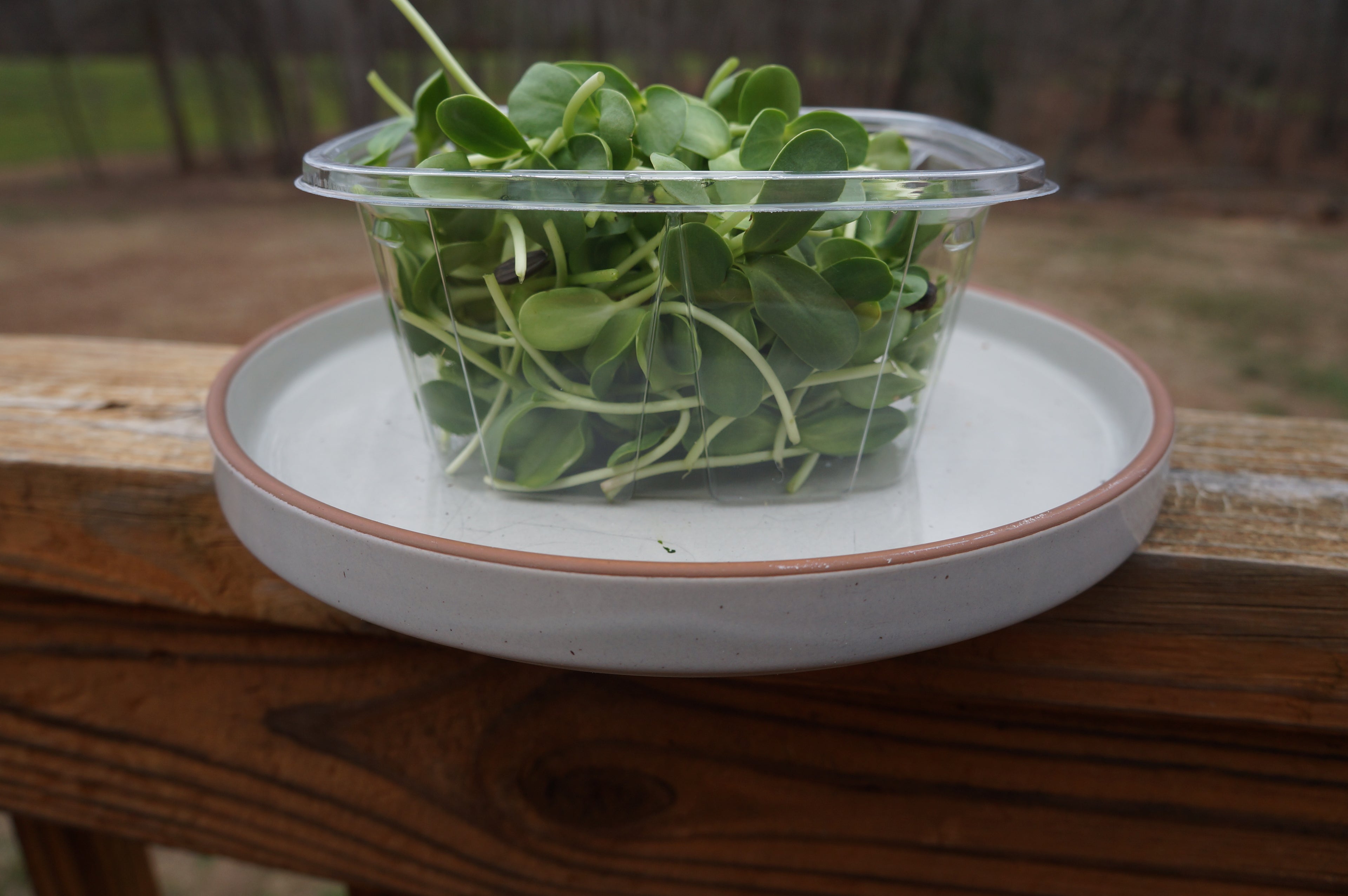 Sunflower Microgreens