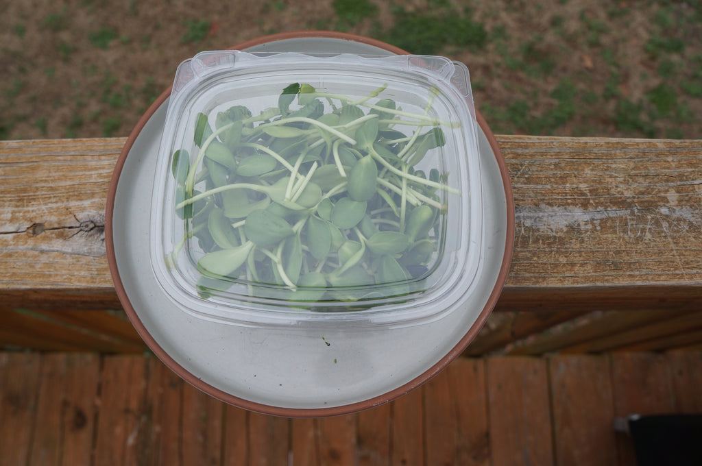 Sunflower Microgreens