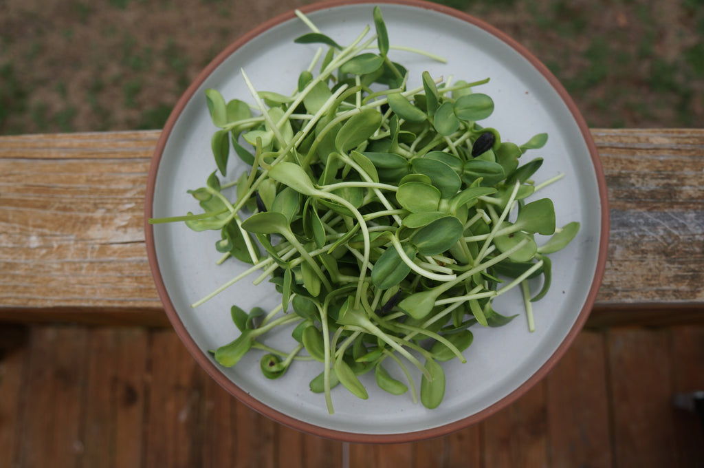 Sunflower Microgreens