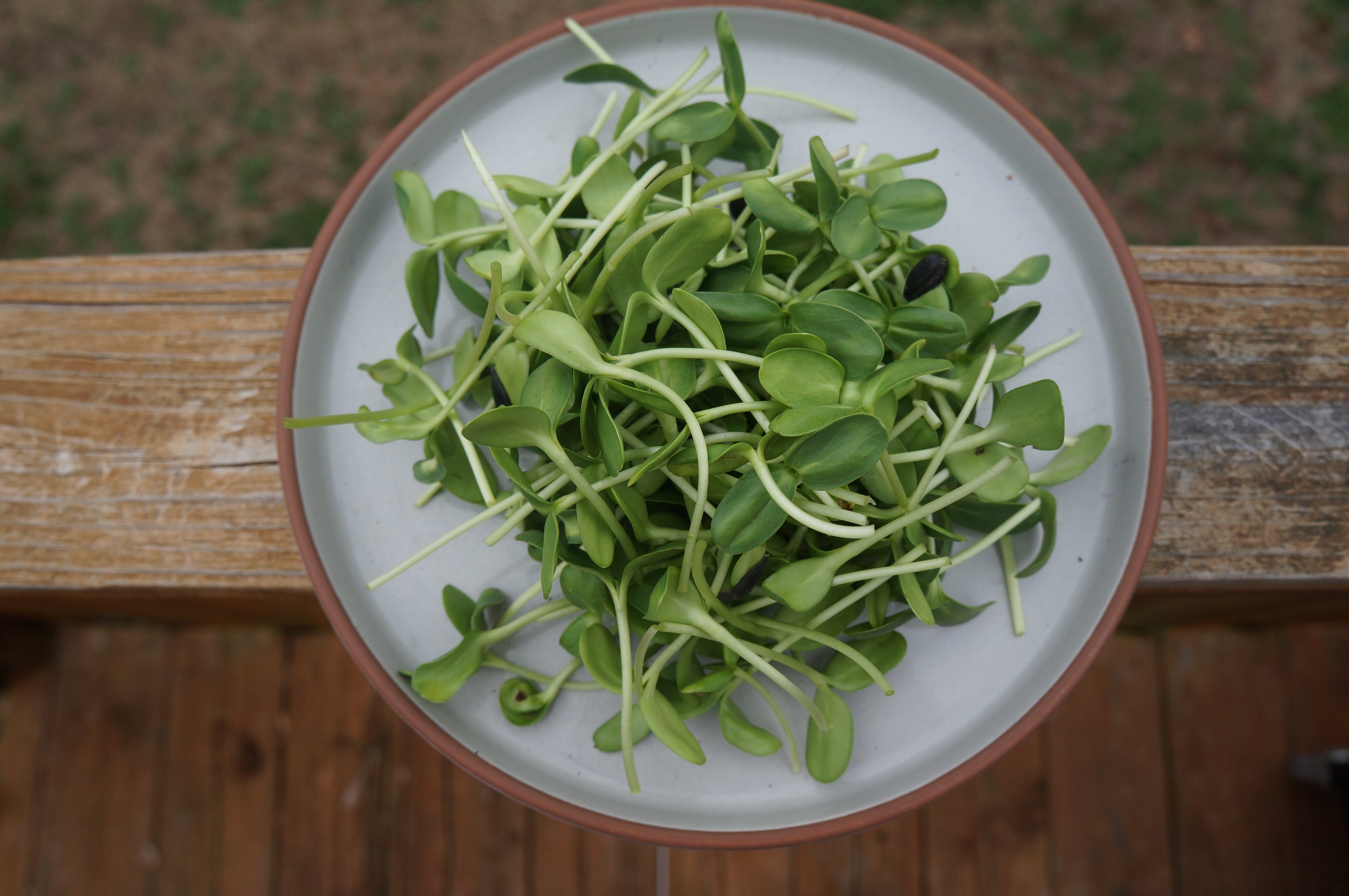 Sunflower Microgreens