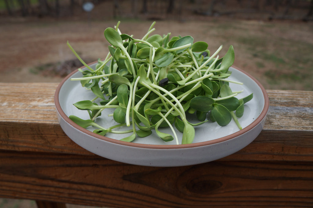 Sunflower Microgreens