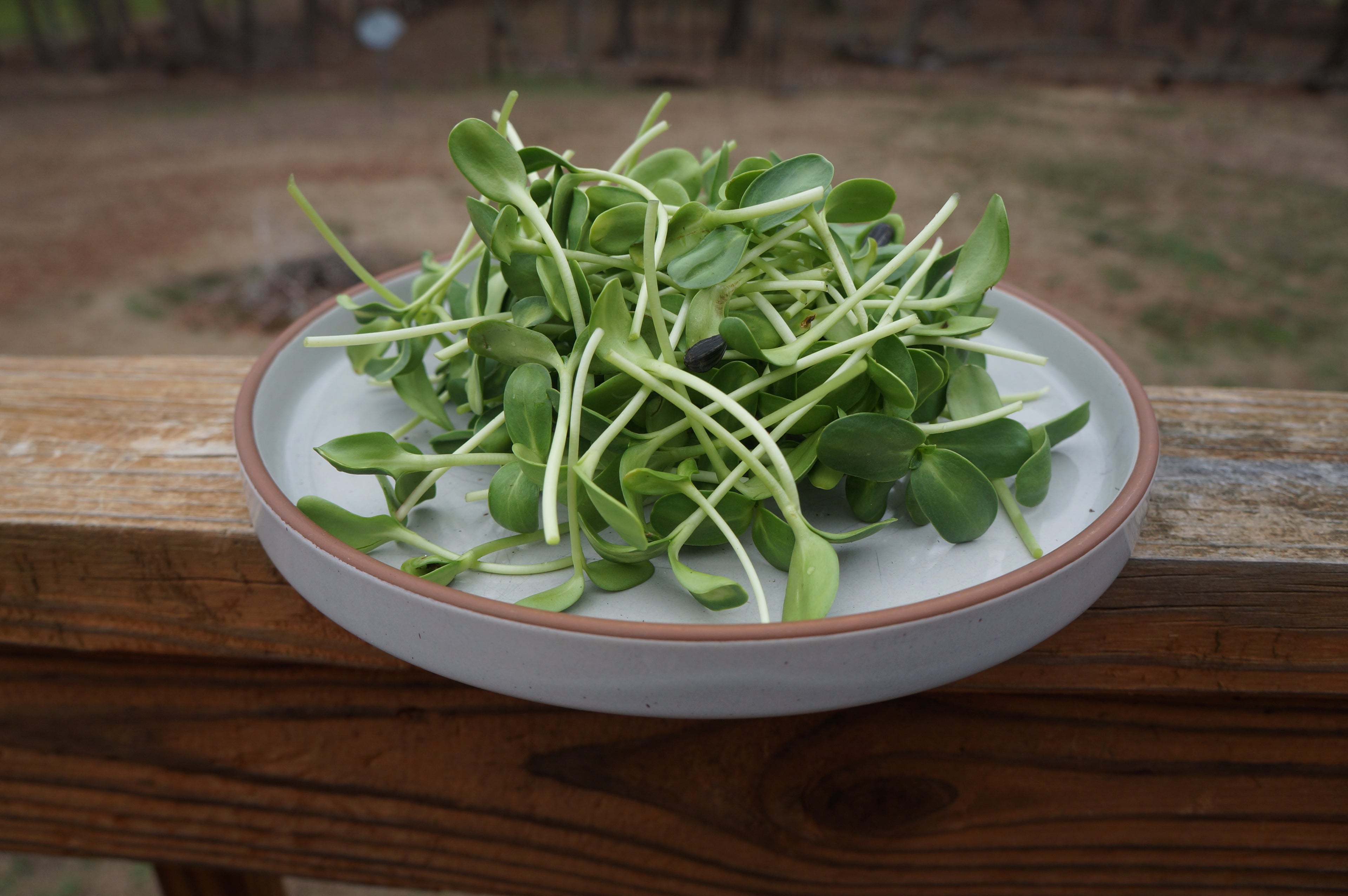 Sunflower Microgreens