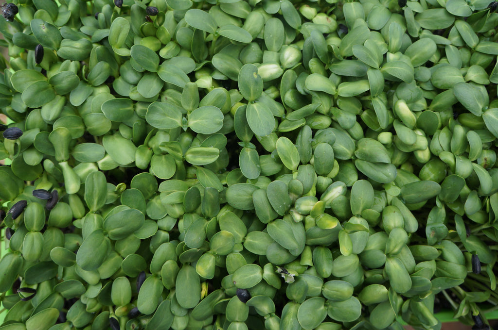 Sunflower Microgreens