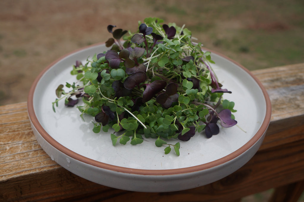 Superfood Microgreens Mix