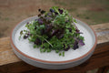 Superfood Microgreens Mix