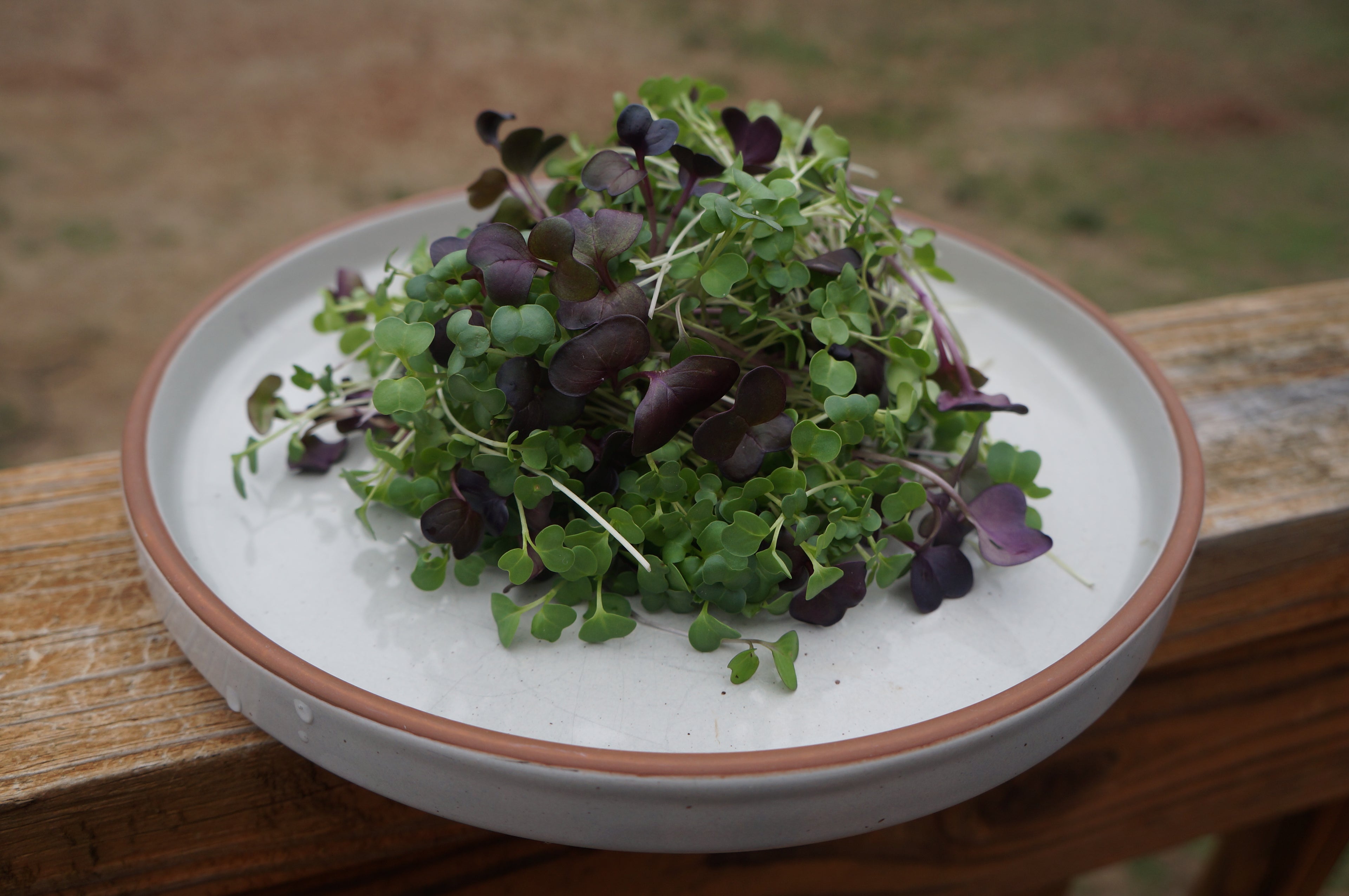 Superfood Microgreens Mix