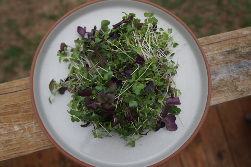 Superfood Microgreens Mix