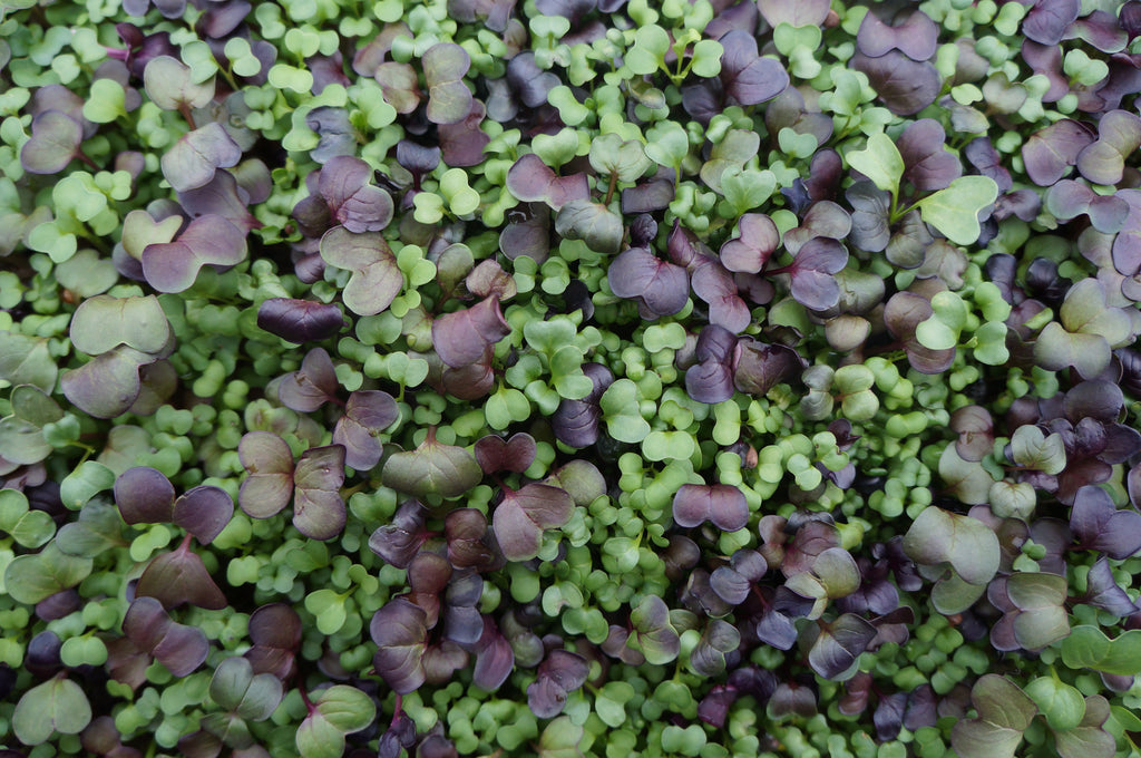 Superfood Microgreens Mix